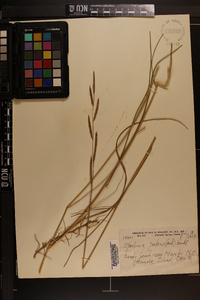 Spartina patens image