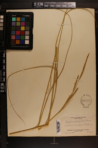 Spartina patens image