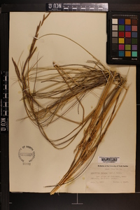 Spartina patens image