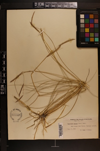 Spartina patens image