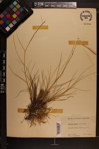 Spartina patens image