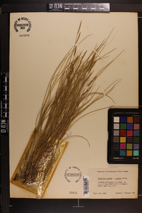 Spartina patens image