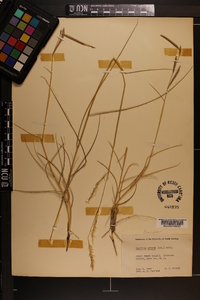 Spartina patens image