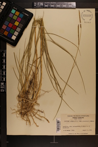 Spartina patens image