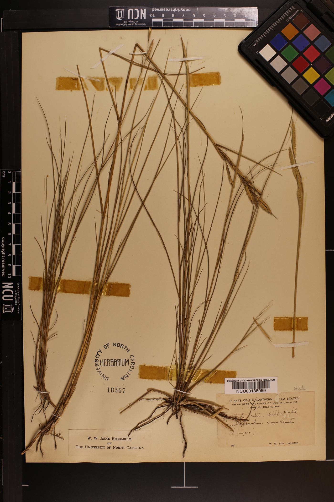 Spartina patens image