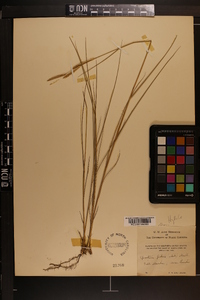 Spartina patens image