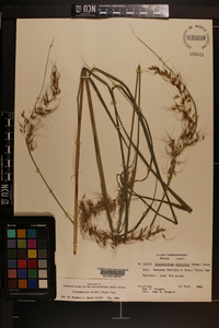 Sorghastrum elliottii image