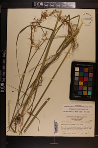 Sorghastrum elliottii image