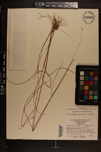 Sorghastrum elliottii image