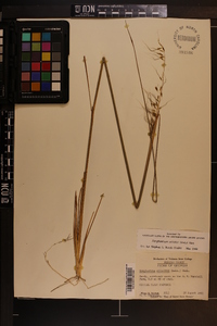 Sorghastrum elliottii image