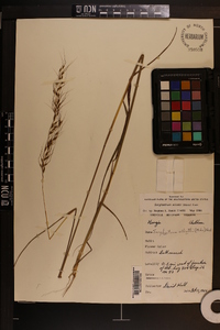 Sorghastrum elliottii image