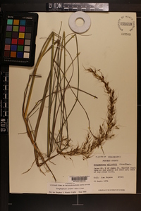 Sorghastrum elliottii image