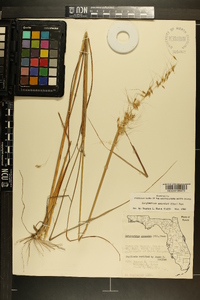 Sorghastrum secundum image