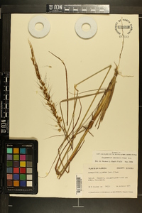 Sorghastrum secundum image