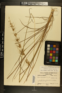 Sorghastrum secundum image