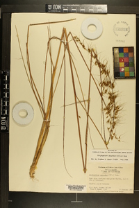 Sorghastrum secundum image