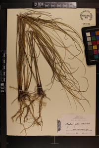 Spartina patens image