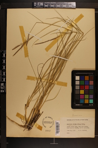 Spartina patens image