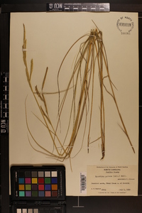 Spartina patens image