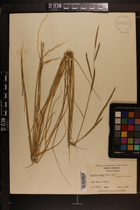 Spartina patens image