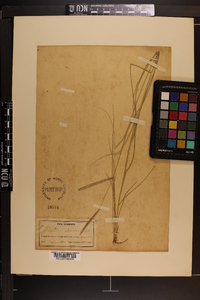 Spartina patens image