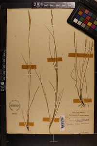 Spartina patens image