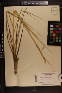 Spartina alterniflora image