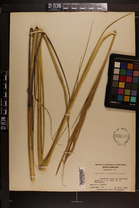 Spartina alterniflora image