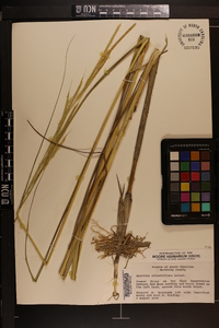 Spartina alterniflora image