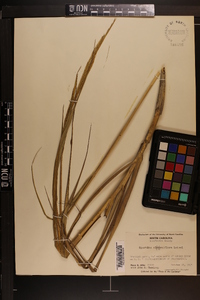 Spartina alterniflora image