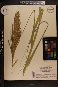 Spartina cynosuroides image