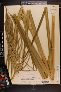 Spartina cynosuroides image