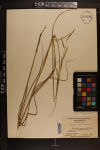 Spartina patens image