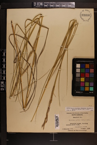 Spartina patens image