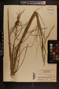 Spartina patens image