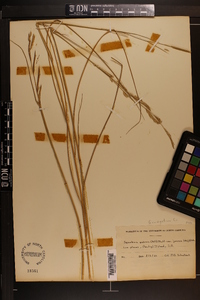 Spartina patens image