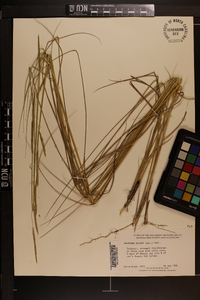 Spartina patens image