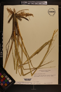 Spartina alterniflora image