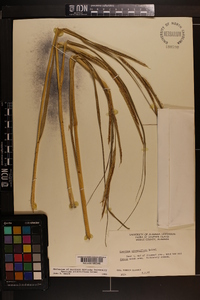 Spartina alterniflora image