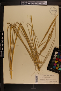 Spartina alterniflora image