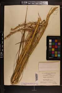 Spartina alterniflora image