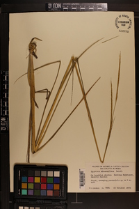 Spartina alterniflora image