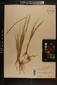 Spartina alterniflora image