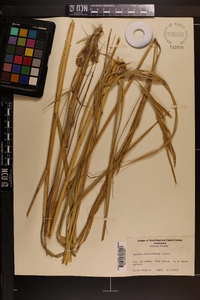 Spartina alterniflora image