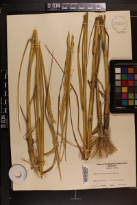 Spartina alterniflora image