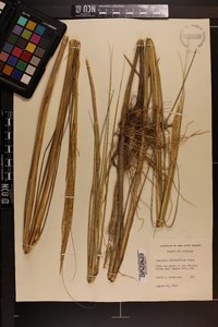 Spartina alterniflora image