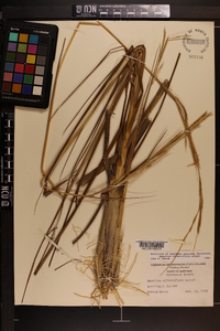 Spartina alterniflora image