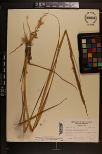 Spartina alterniflora image