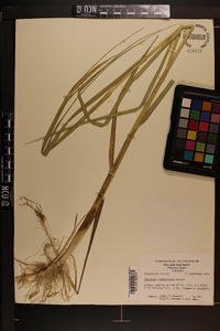 Spartina alterniflora image