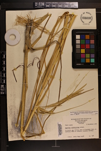 Spartina alterniflora image